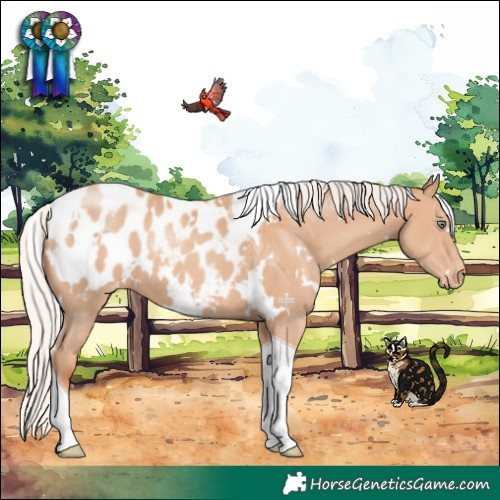 Horse Color:White Spotted Silver Classic Champagne Tobiano Appaloosa