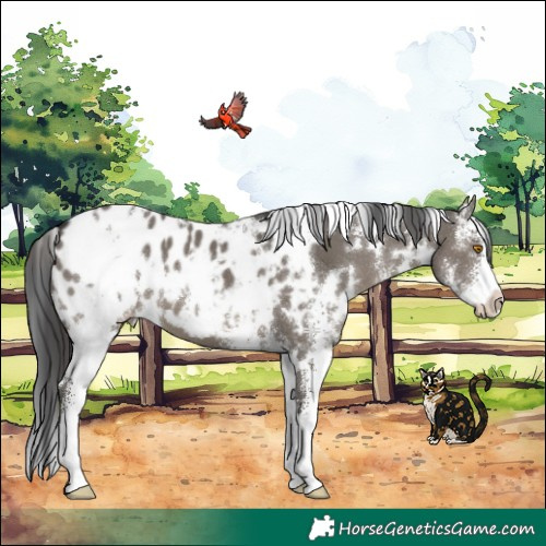 Horse Color:White Spotted Grullo Sabino Appaloosa
