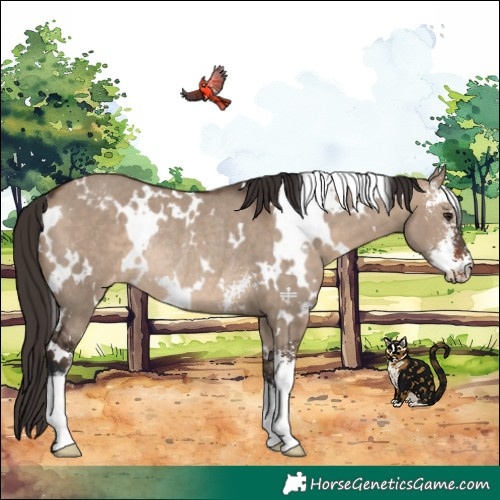 Horse Color:White Spotted Brown Dun Sabino Appaloosa Rabicano 