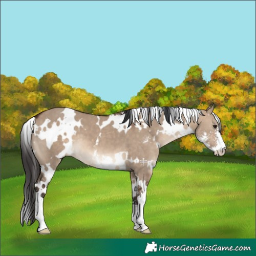 Horse Color:White Spotted Brown Dun Sabino