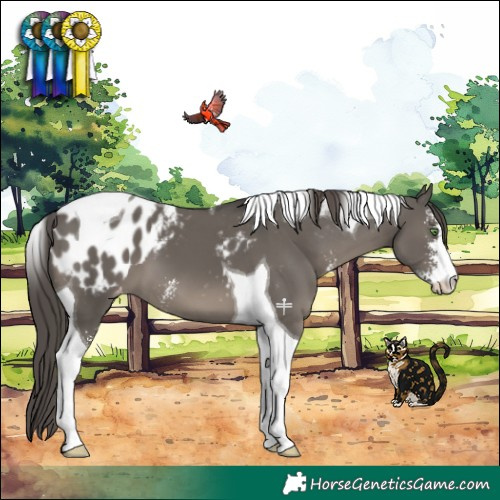 Horse Color:Grullo Sabino Tobiano Appaloosa 