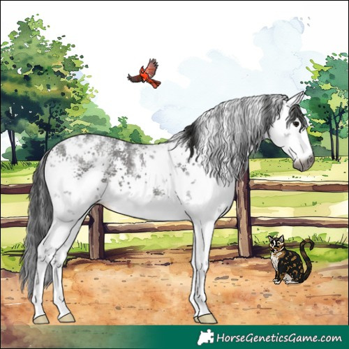 Horse Color:Gray White Spotted Black Sabino