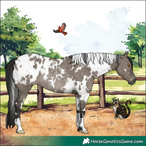 Horse Color:Gray White Spotted Grullo Appaloosa Rabicano 