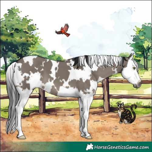 Horse Color:Gray White Spotted Grullo Splash 