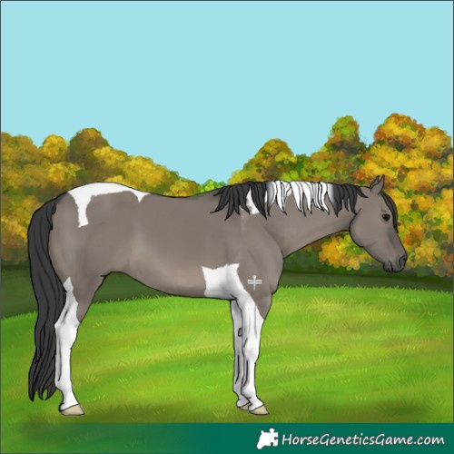 Horse Color:Grullo Tobiano 