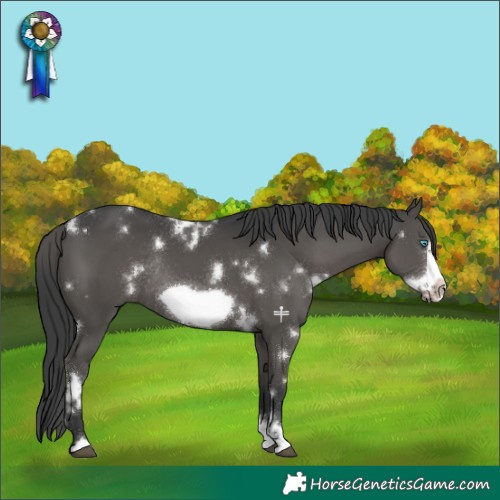 Horse Color:White Spotted Black Sabino Frame Rabicano