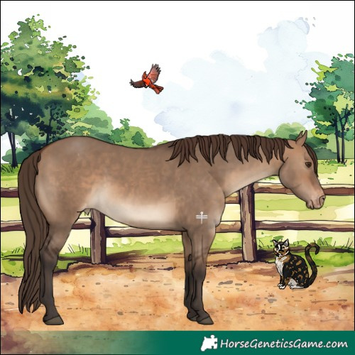 Horse Color:Brown Dun Appaloosa