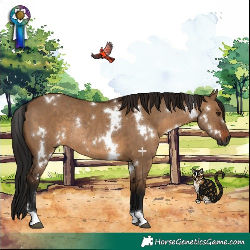 Horse Color:Gray White Spotted Brown Dun Rabicano