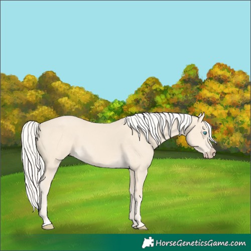 Horse Color:Cremello 