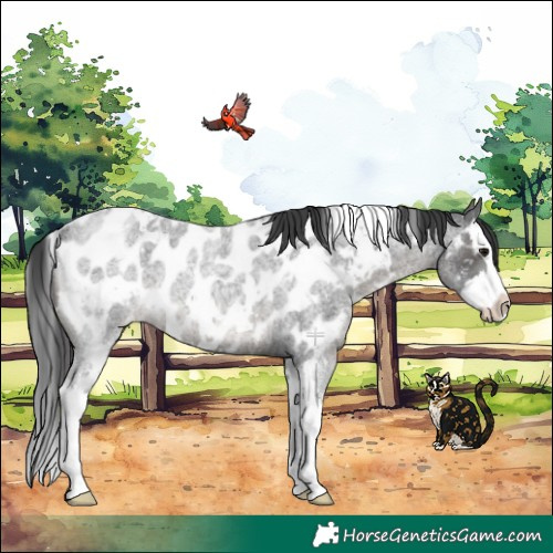 Horse Color:White Spotted Blue Roan Splash Appaloosa Rabicano