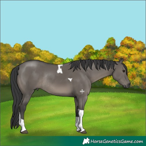 Horse Color:Grullo Tobiano Rabicano