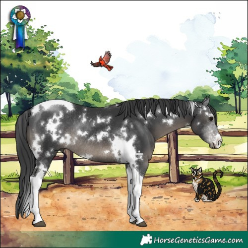Horse Color:White Spotted Black Tobiano Rabicano
