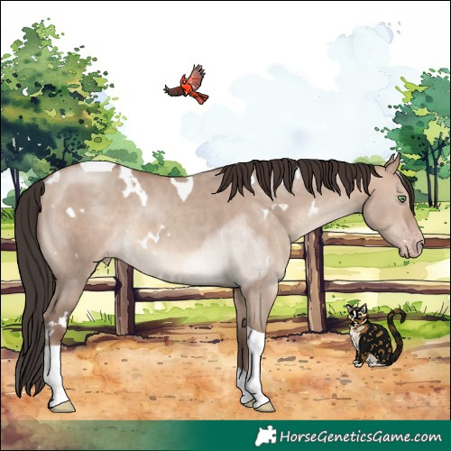 Horse Color:White Spotted Sable Champagne Dun Tobiano