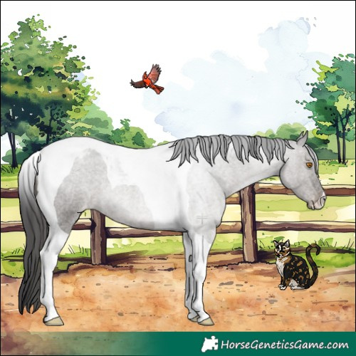 Horse Color:Grullo Roan Tobiano Appaloosa Rabicano