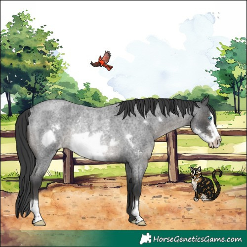 Horse Color:Blue Roan Frame Appaloosa Rabicano