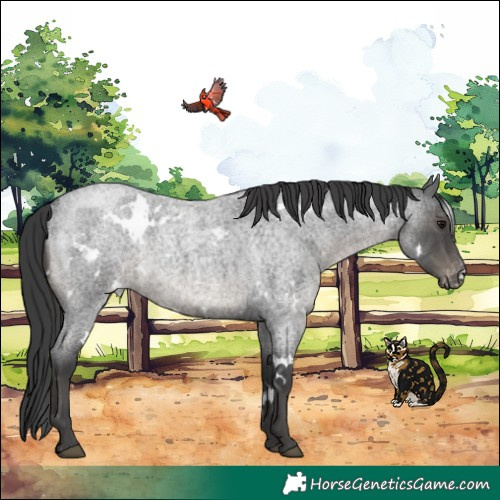 Horse Color:White Spotted Blue Roan Appaloosa Rabicano