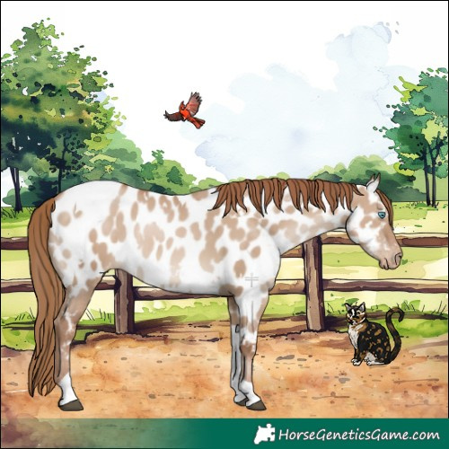 Horse Color:White Spotted Grullo Pearl Tobiano Appaloosa Rabicano