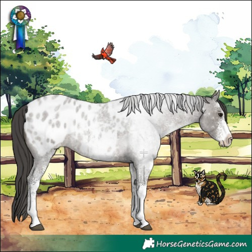 Horse Color:White Spotted Grullo Roan Appaloosa Rabicano