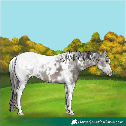 Horse Color:White Spotted Grullo Tobiano Appaloosa Rabicano