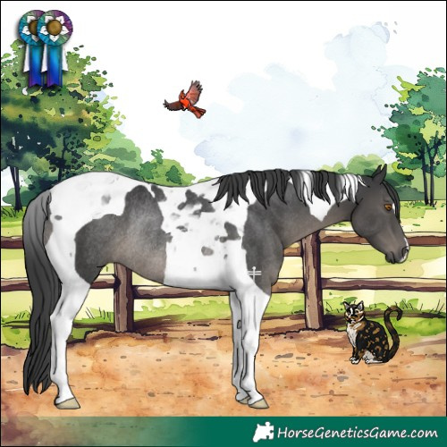 Horse Color:Black Tobiano Rabicano