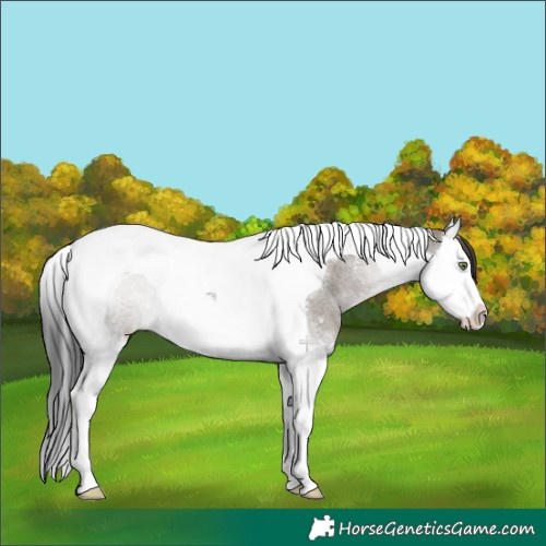 Horse Color:Grullo Roan Splash Tobiano Rabicano