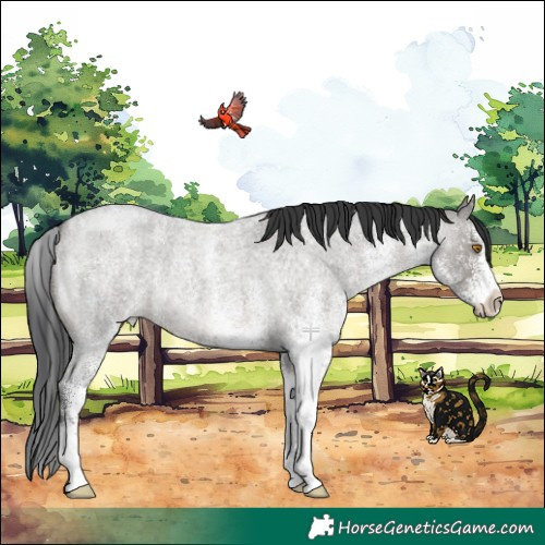 Horse Color:White Spotted Grullo Roan
