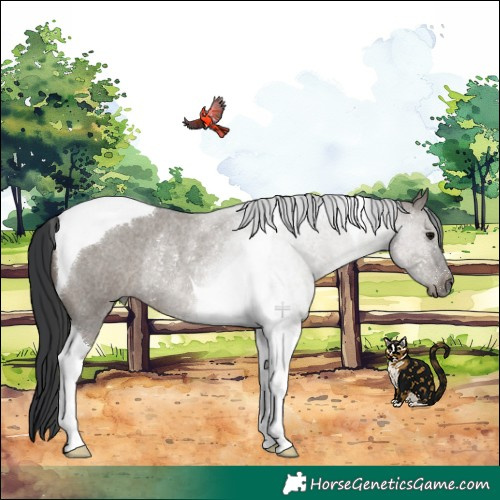 Horse Color:Grullo Roan Tobiano Rabicano