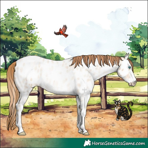 Horse Color:White Spotted Smoky Blue Roan Pearl Appaloosa Rabicano
