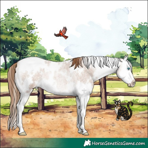 Horse Color:White Spotted Blue Roan Pearl Splash Appaloosa Rabicano