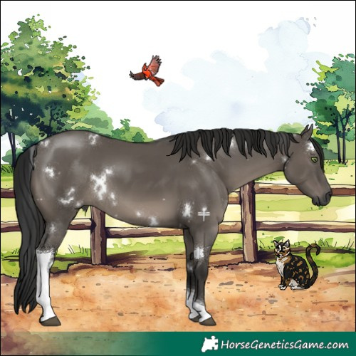 Horse Color:Gray White Spotted Grullo Tobiano 