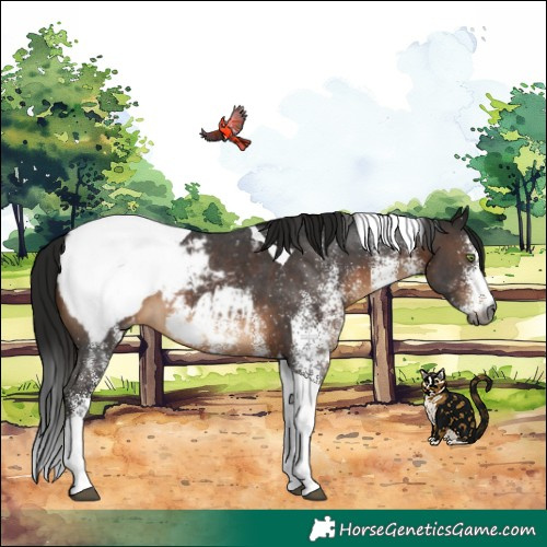 Horse Color:Gray White Spotted Brown Tobiano Appaloosa