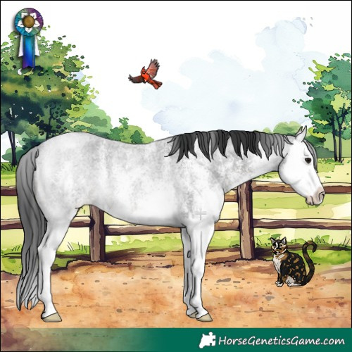 Horse Color:White Spotted Blue Roan Splash Rabicano 