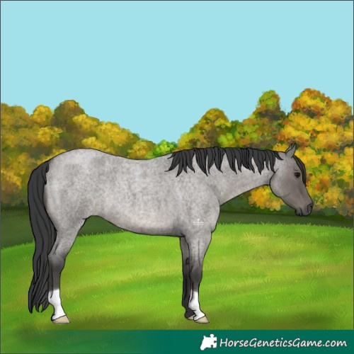 Horse Color:Grullo Roan 