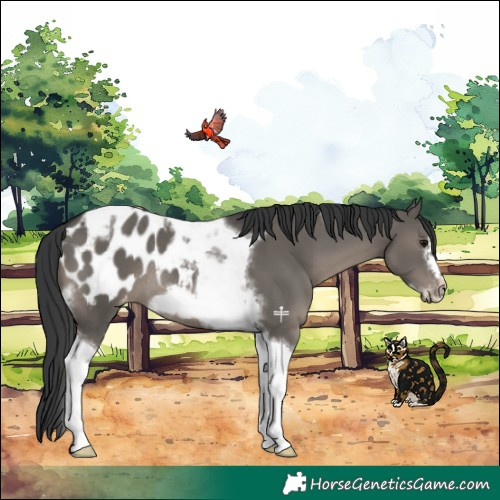 Horse Color:Grullo Tobiano Frame Appaloosa Rabicano 
