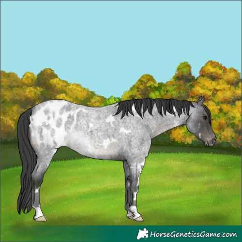 Horse Color:White Spotted Blue Roan Appaloosa 