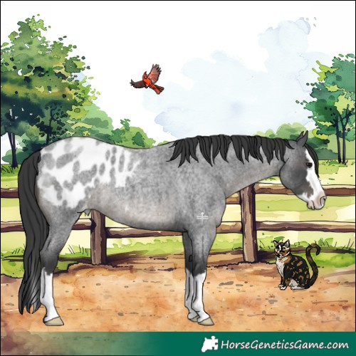 Horse Color:Blue Roan Splash Appaloosa