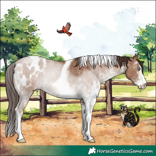 Horse Color:White Spotted Classic Champagne Tobiano Appaloosa Rabicano 
