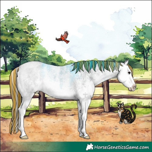 Horse Color:Painted White Spotted Blue Roan Splash Rabicano