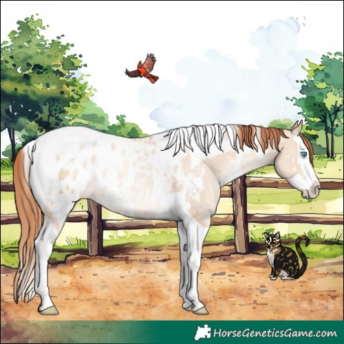 Horse Color:White Spotted Classic Champagne Pearl Dun Splash Tobiano Appaloosa Rabicano