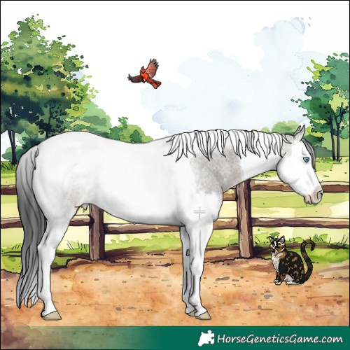 Horse Color:Grullo Roan Splash Tobiano Rabicano