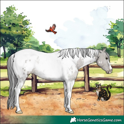 Horse Color:White Spotted Grullo Tobiano Appaloosa Rabicano