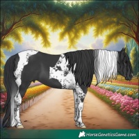 Horse Color:Black Tobiano 