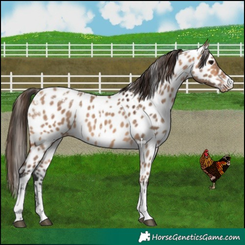 Horse Color:Powder White Bay Dun Appaloosa