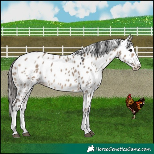 Horse Color:Bay Dun Appaloosa