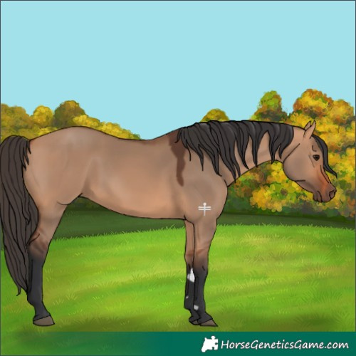 Horse Color:Bay Dun 