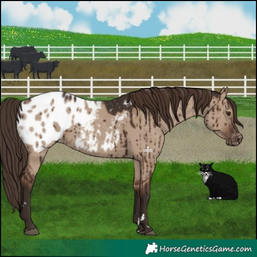 Horse Color:Liver Red Dun Appaloosa Rabicano Brindle