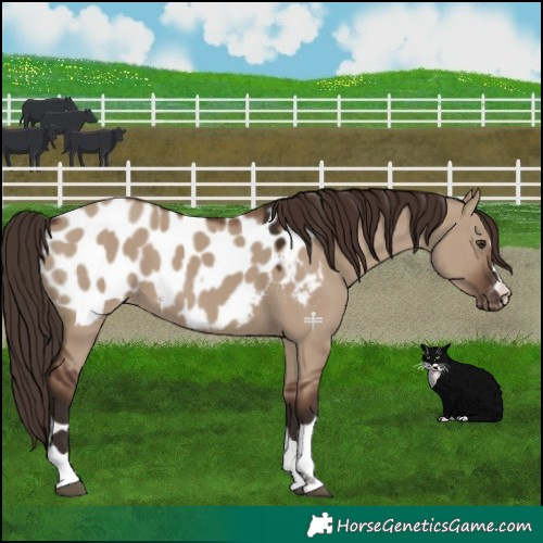 Horse Color:Liver Red Dun Appaloosa
