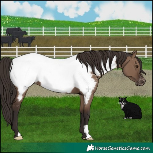 Horse Color:Liver Red Dun Appaloosa 