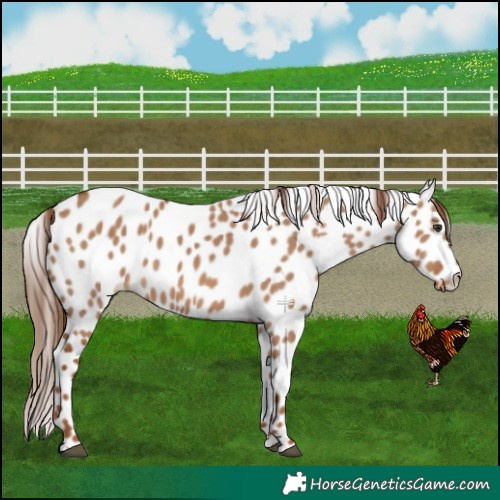 Horse Color:Red Dun Appaloosa