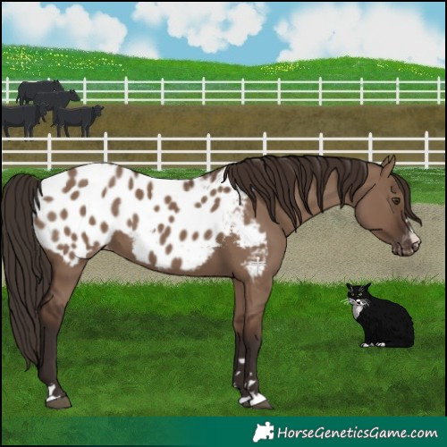 Horse Color:Liver Red Dun Appaloosa 